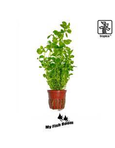 Ludwigia palustris 'Green' - Tropica Dinamarca