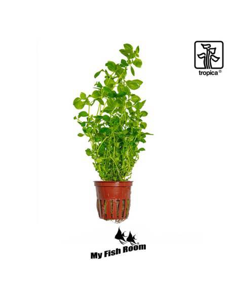 Ludwigia palustris 'Green' - Tropica Dinamarca