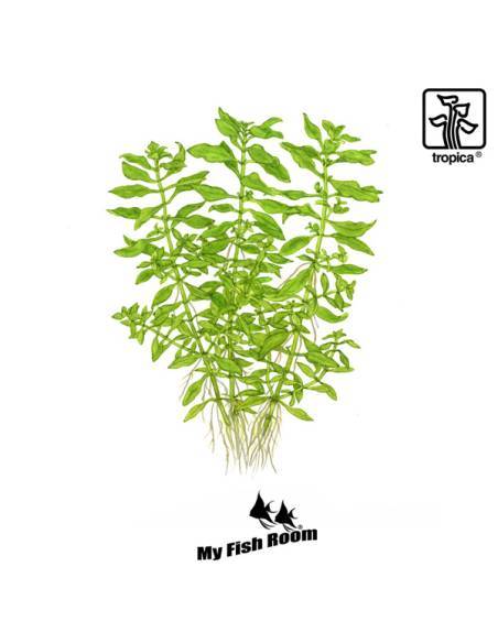 Ludwigia palustris 'Green' - Tropica Dinamarca