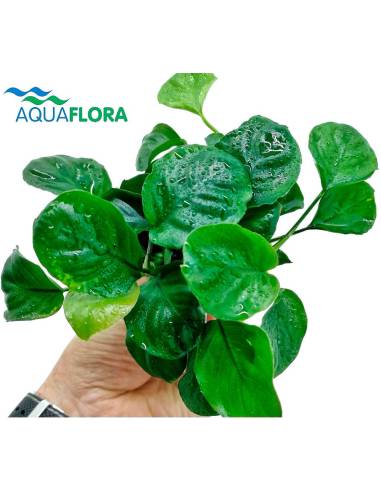 Anubias barteri var. nana coin - Aquaflora