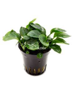 Anubias barteri var. nana coin - Aquaflora 2