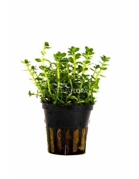 Rotala rotundifolia - Aquaflora plantas acuáticas para acuario en maceta