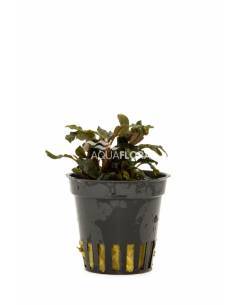 Bucephalandra "Deep Purple" Aquaflora