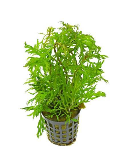 Hyptis laciniata - Aquaflora