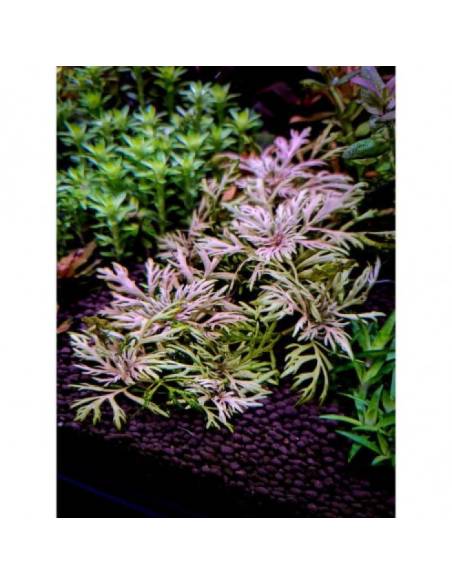 Hyptis laciniata - Aquaflora