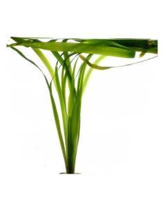 Vallisneria australis "Gigantea" - Aquaflora