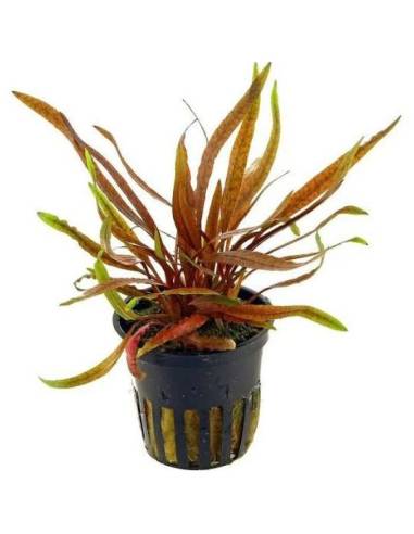 Cryptocoryne spiralis 'Tiger' - Aquaflora