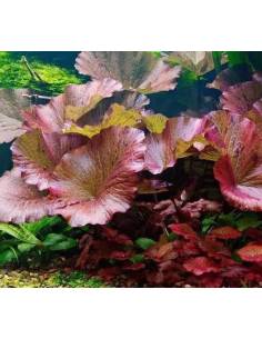 Nymphaea Zenkeri  - Aquaflora 2