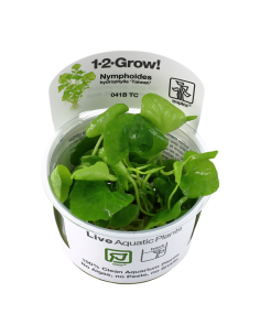 Nymphoides hydrophylla 'Taiwan' 1-2 Grow! Tropica Dinamarca
