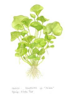 Nymphoides hydrophylla 'Taiwan' 1-2 Grow! Tropica Dinamarca 2