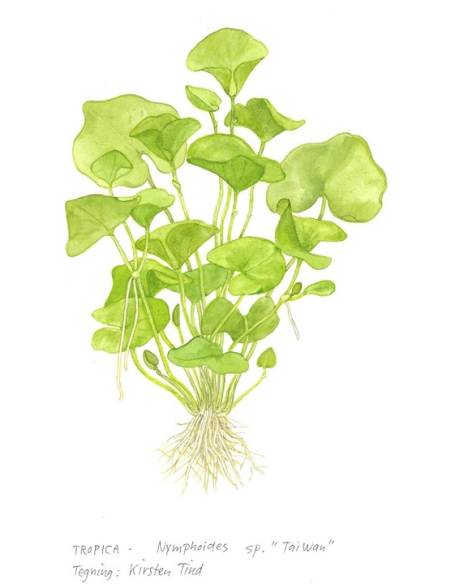 Nymphoides hydrophylla 'Taiwan' 1-2 Grow! Tropica Dinamarca