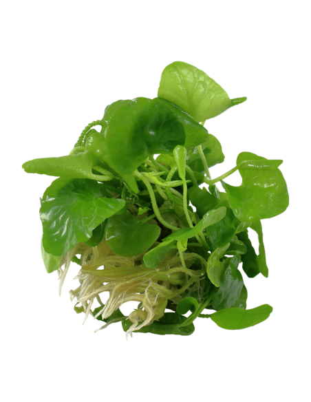 Nymphoides hydrophylla 'Taiwan' 1-2 Grow! Tropica Dinamarca