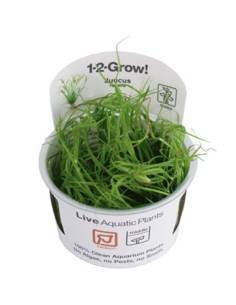 Juncus repens 1-2 Grow! Tropica Dinamarca  Tropica Dinamarca