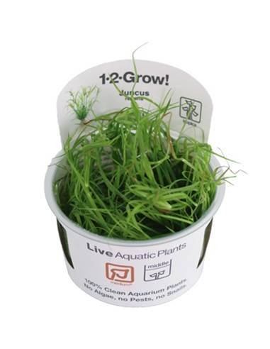 Juncus repens 1-2 Grow! Tropica Dinamarca