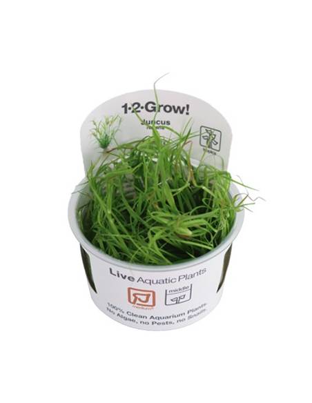 Juncus repens 1-2 Grow! Tropica Dinamarca  Tropica Dinamarca