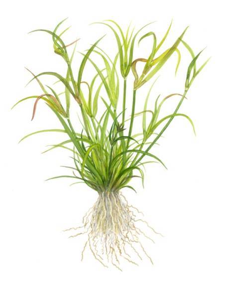 Juncus repens 1-2 Grow! Tropica Dinamarca  Tropica Dinamarca