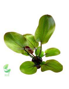 Echinodorus compacta