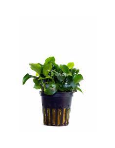 Anubias barteri var. nana - Aquaflora