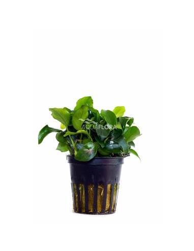 Anubias barteri var. nana Mini Mini - Aquaflora