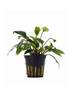 Anubias 'sagittae' - Aquaflora