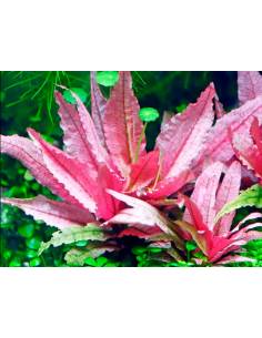 Cryptocoryne wendtii 'Flamingo' - Aquaflora, plantas para acuarios 2