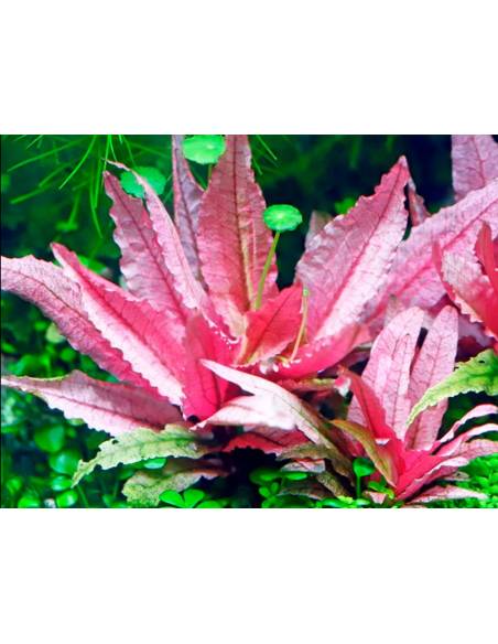 Cryptocoryne wendtii 'Flamingo' - Aquaflora, plantas para acuarios
