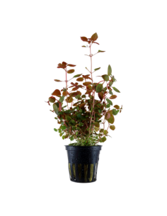 Ludwigia palustris 'Super Red' - Aquaflora