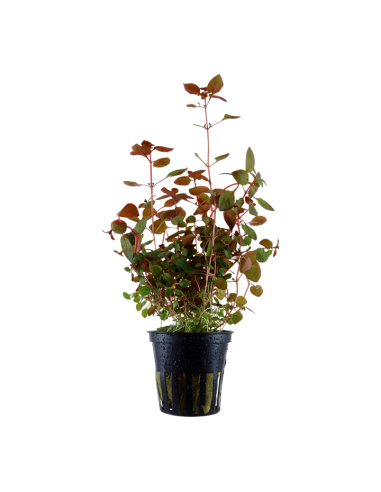 Ludwigia palustris 'Super Red' - Aquaflora