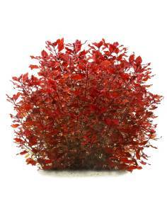 Ludwigia palustris 'Super Red' - Aquaflora 2