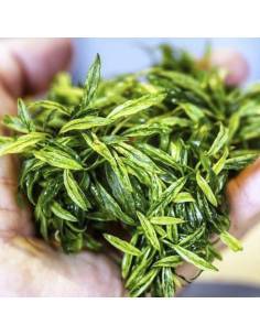 Anubias barteri glabra 'variegata mini' - Aquaflora 2