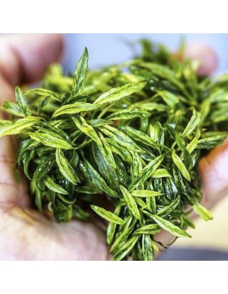 Anubias barteri glabra 'variegata mini' - Aquaflora