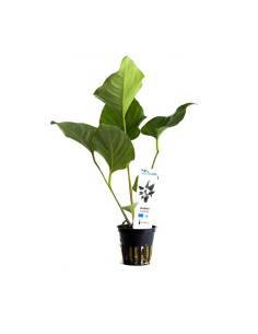 Anubias hastifolia - Aquaflora