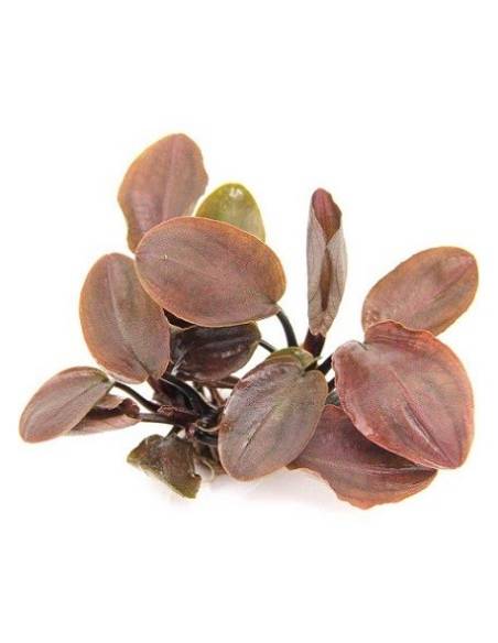 Lagenandra meeboldii "RED" - Aquaflora, plantas para acuarios