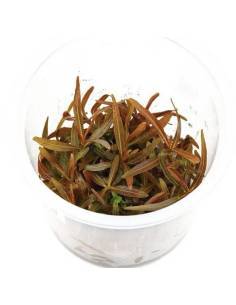 Hygrophila lancea araguaia - Aquaflora in vitro