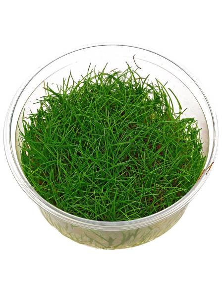 Eleocharis sp minima  - Aquaflora in vitro