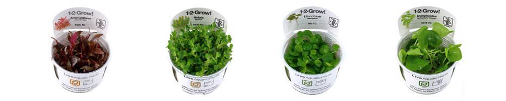 Plantas Acuáticas In Vitro para Acuarios