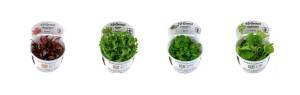 Plantas acuáticas in vitro