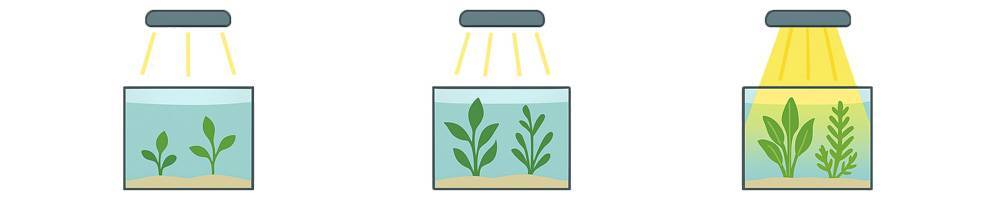 Plantas de acuario según requerimientos