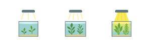 Plantas de acuario según requerimientos