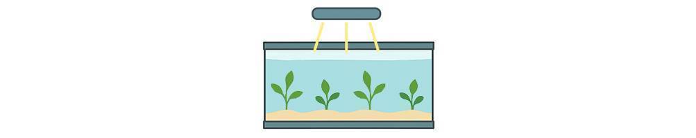 Plantas acuáticas de bajos requerimientos