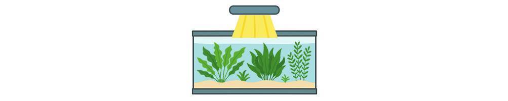 Plantas acuáticas de altos requerimientos