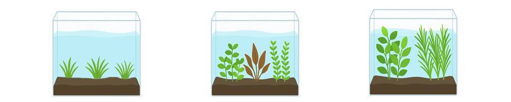Plantas de acuario según ubicación