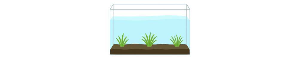 Plantas delanteras para acuarios