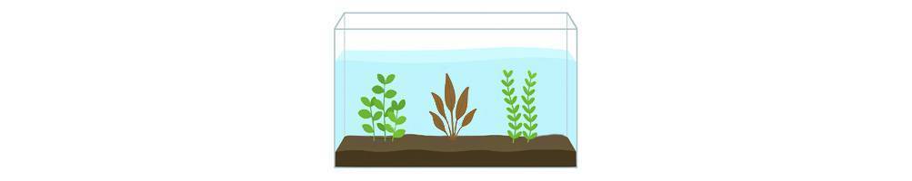 Plantas zona media para acuarios