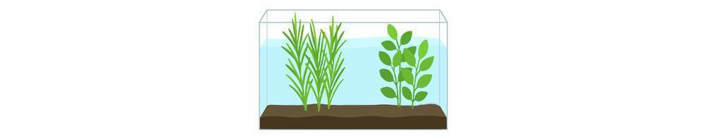 Plantas traseras para acuarios