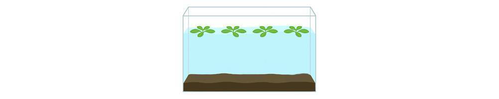 Plantas flotantes para acuarios