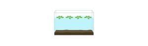 Plantas flotantes para acuarios