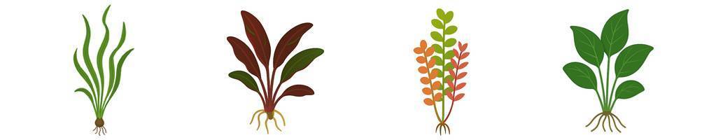 Plantas de acuario según género