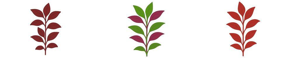 Alternanthera