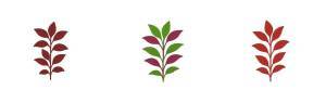 Alternanthera